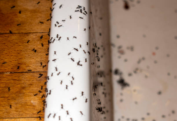 Best Ant Control Services  in Sheffield, IA